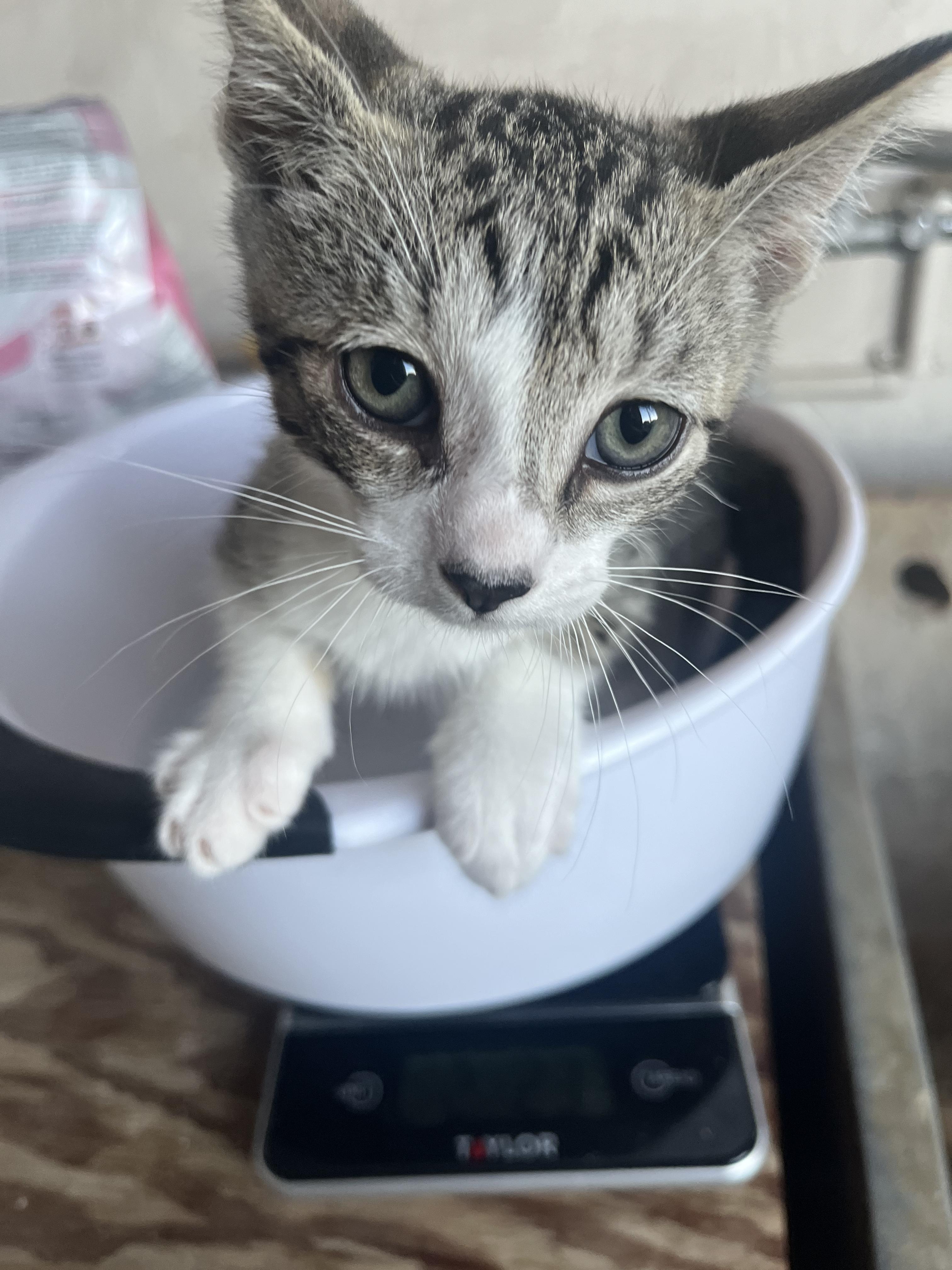 Enlarge Basil, a Adoptable Domestic Short Hair in Honolulu, HI image 3/6