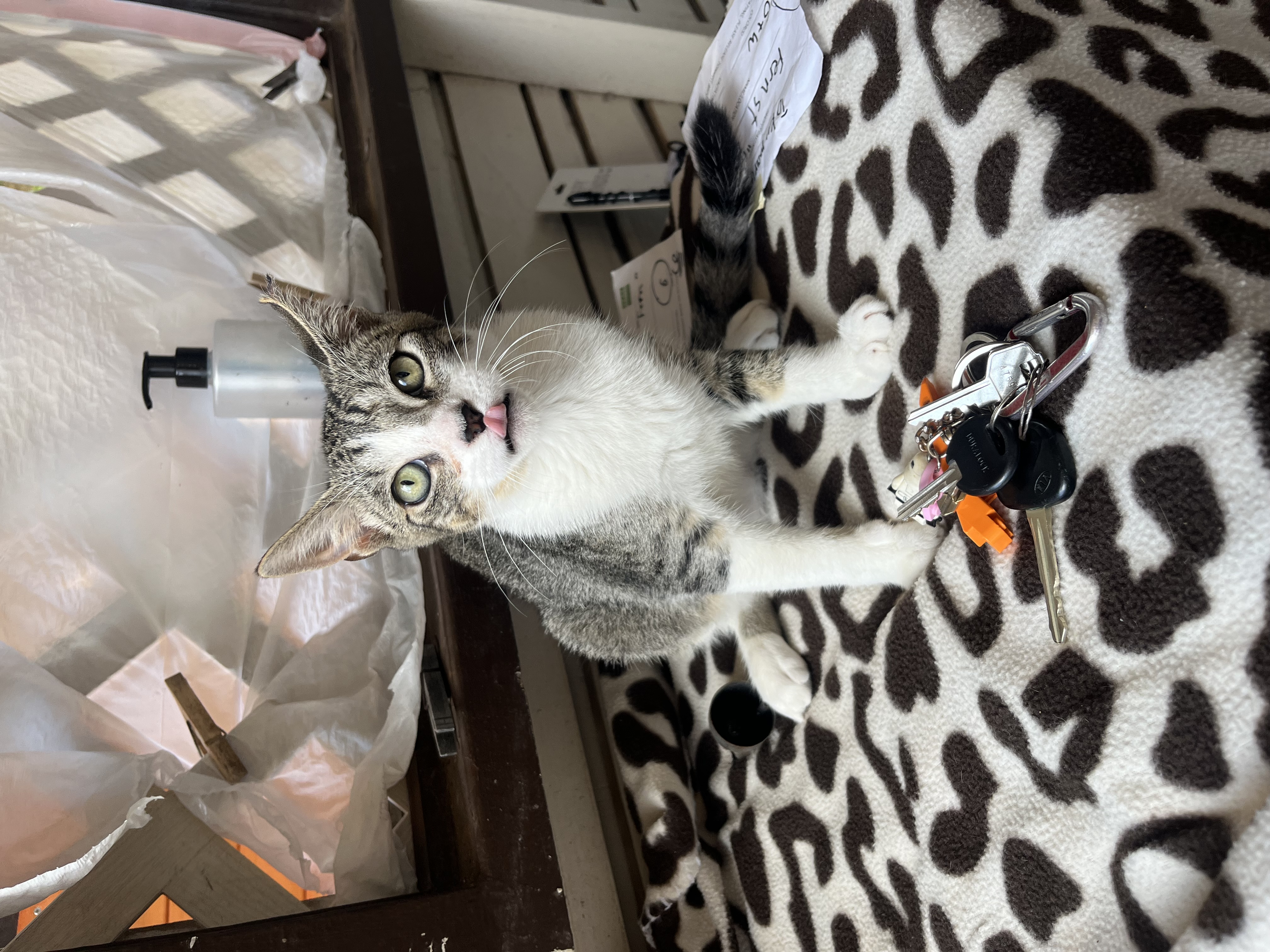 Enlarge Basil, a Adoptable Domestic Short Hair in Honolulu, HI image 1/6