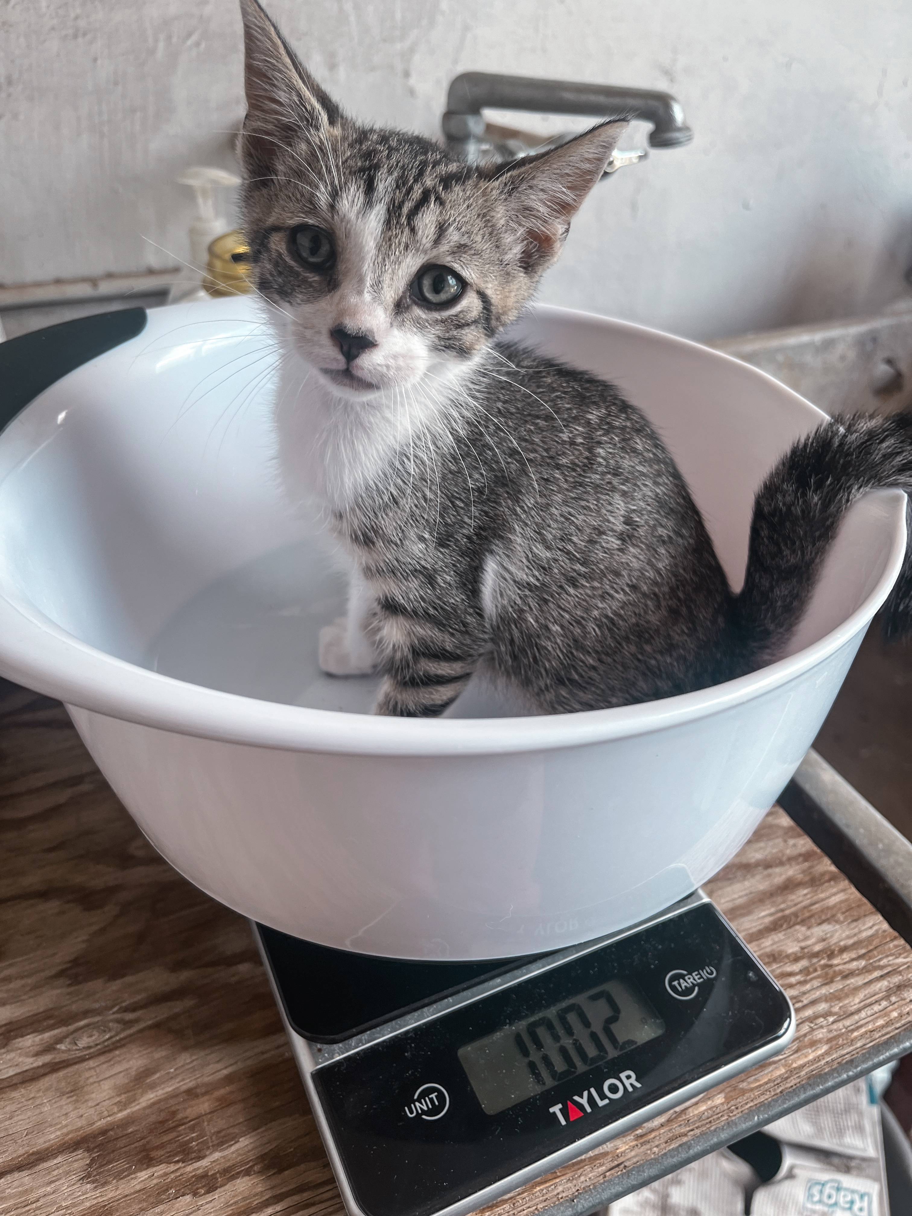 Enlarge Basil, a Adoptable Domestic Short Hair in Honolulu, HI image 5/6