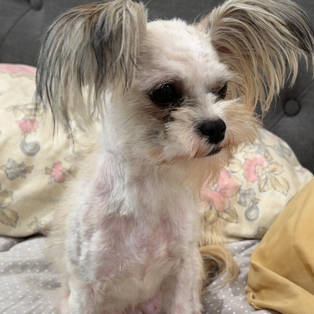 Enlarge Jolene, a Adoptable Shih Tzu in Little Rock, AR image 1/1