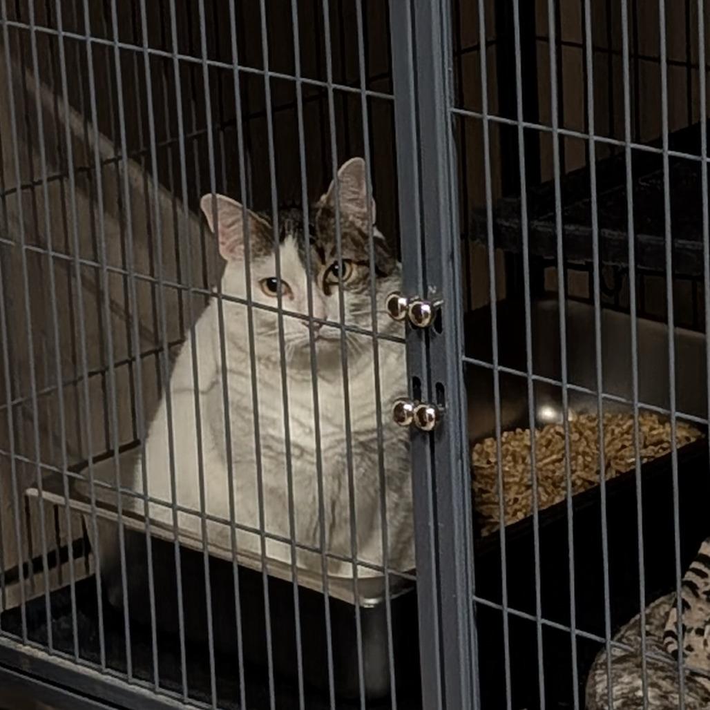 Dior, Adoptable, Adult Female Domestic Short Hair.