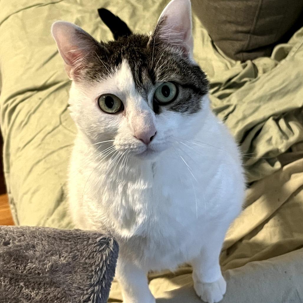 Dior, a Adoptable Domestic Short Hair in Saugerties, NY image 2/5
