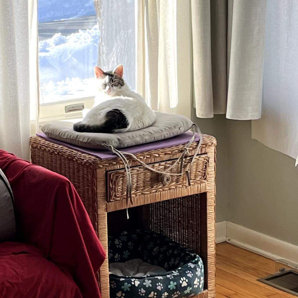 Dior, a Adoptable Domestic Short Hair in Saugerties, NY image 3/5