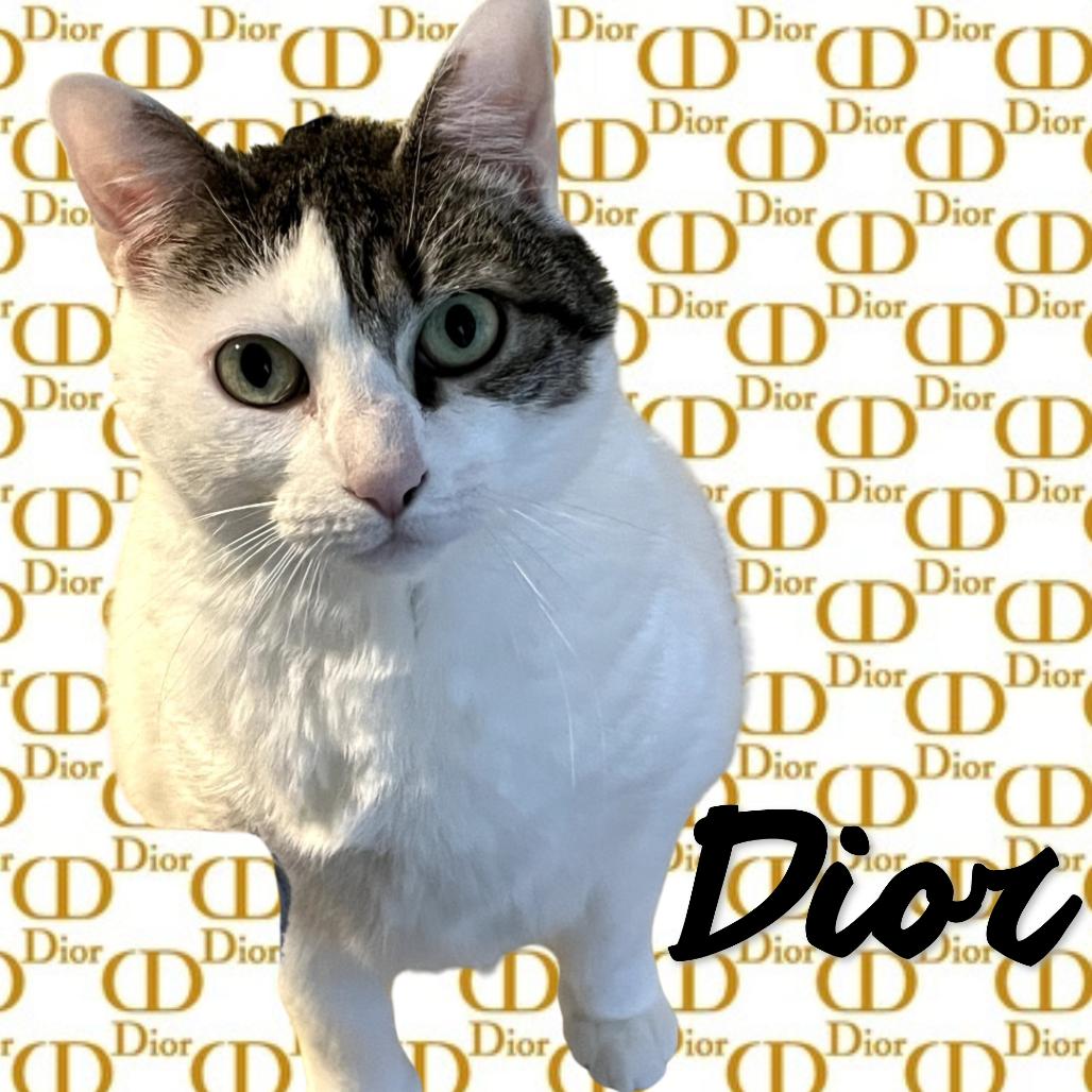 Dior, a Adoptable Domestic Short Hair in Saugerties, NY image 5/6