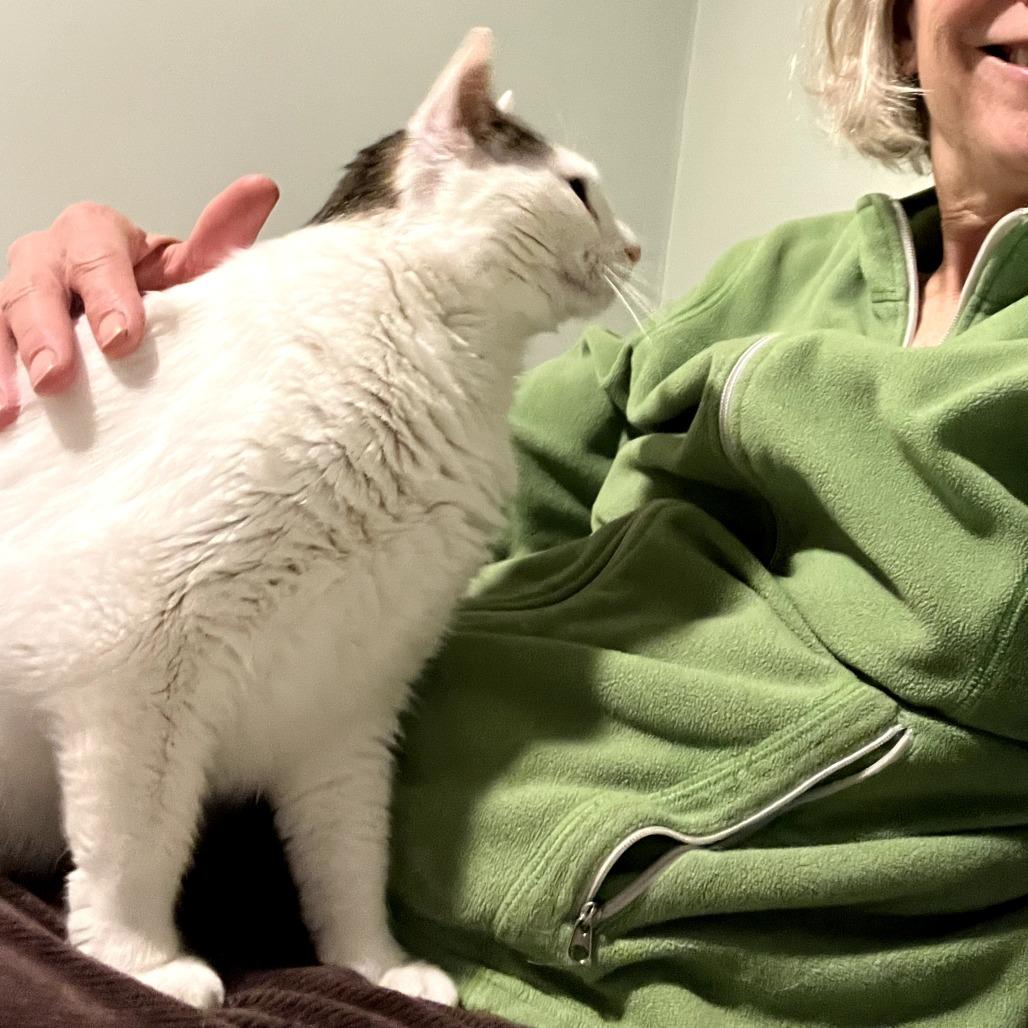 Dior, a Adoptable Domestic Short Hair in Saugerties, NY image 5/5