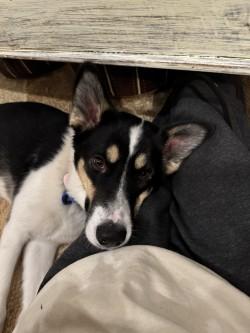 Arielle, an adoptable Patterdale Terrier / Fell Terrier in STE-MARGUERITE-DU-LAC-MASSON, QC, J0T 1L0 | Photo Image 4