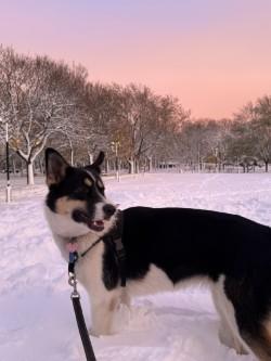 Arielle, a Adoptable mixed breed in STE-MARGUERITE-DU-LAC-MASSON, QC image 1/4