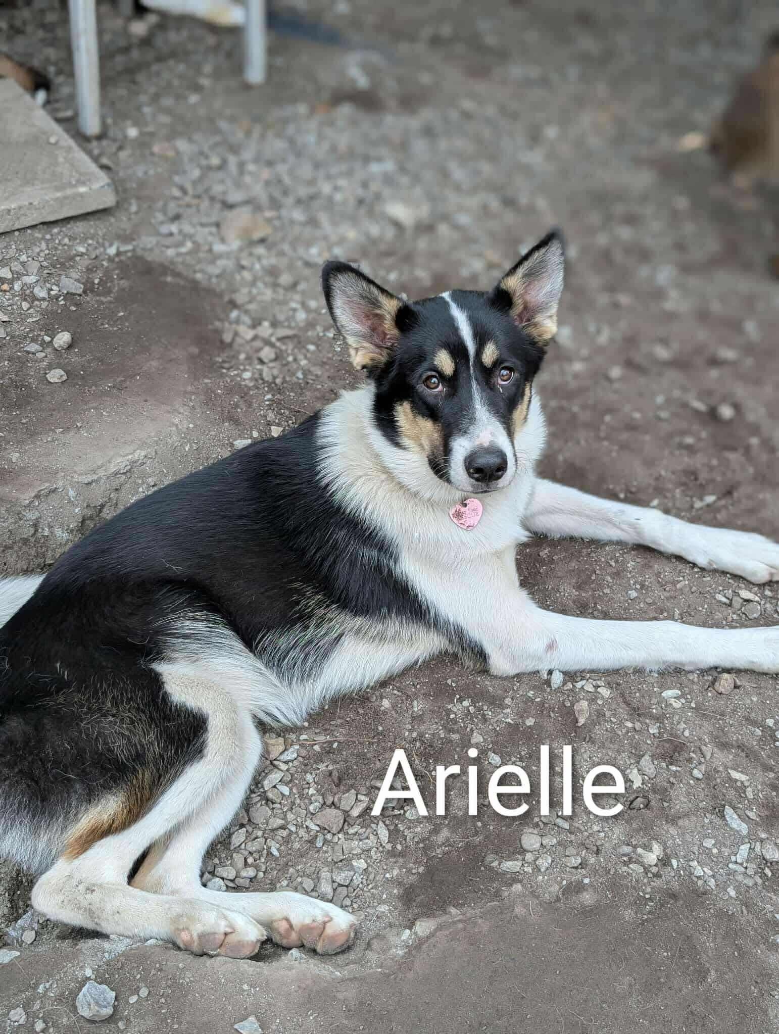 Arielle, Adoptable, Young Female Patterdale Terrier / Fell Terrier.