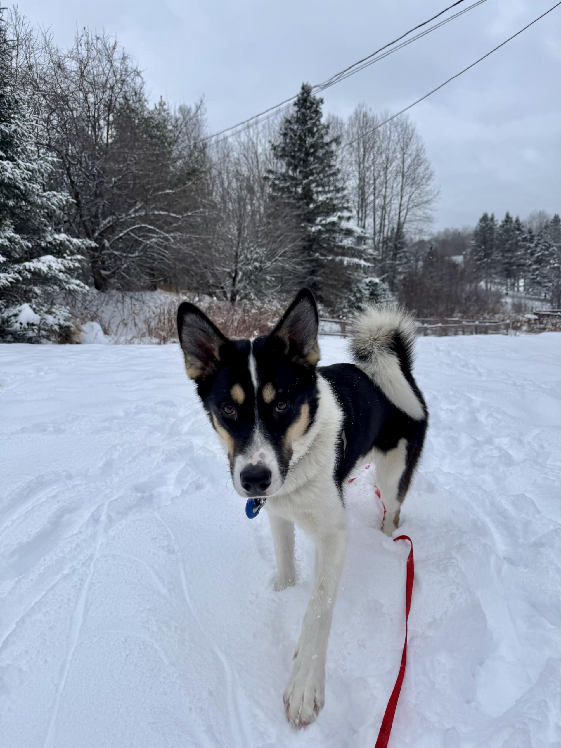 Arielle, a Adoptable mixed breed in STE-MARGUERITE-DU-LAC-MASSON, QC image 2/4