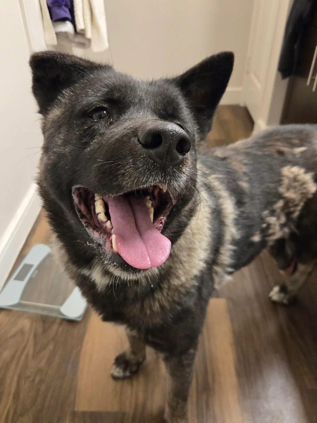 Enlarge Rose, a ADOPTABLE Akita in Toms River, NJ image 1/3