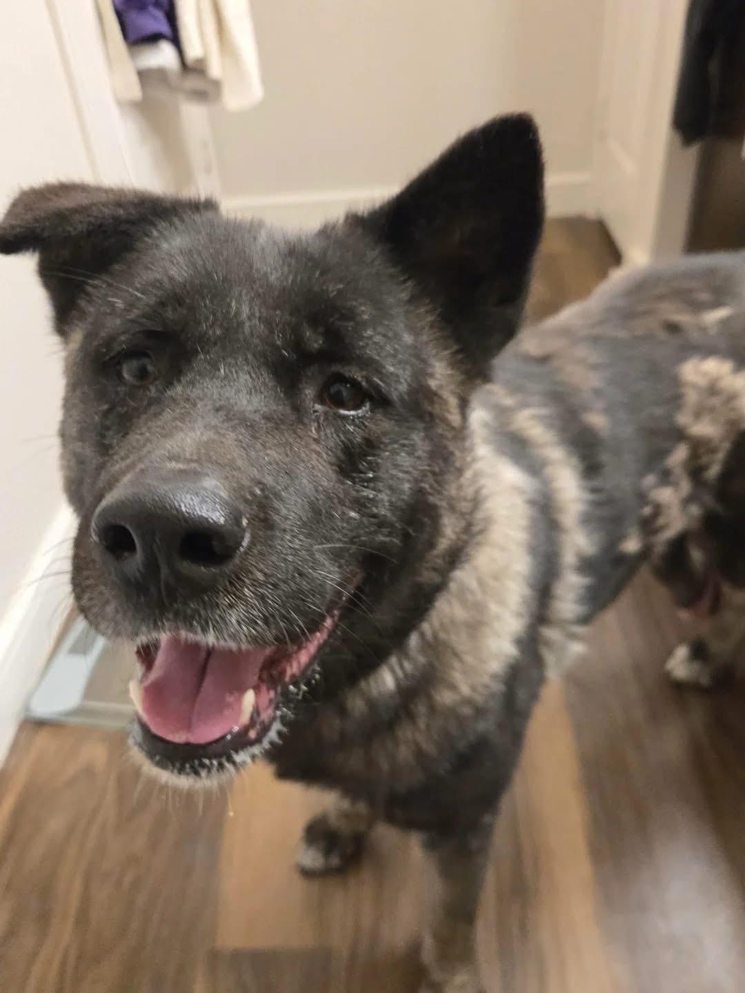 Enlarge Rose, a ADOPTABLE Akita in Toms River, NJ image 2/3