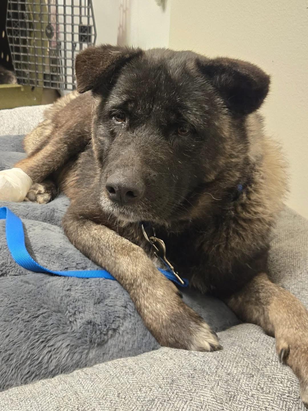 Enlarge Rose, a ADOPTABLE Akita in Toms River, NJ image 3/3