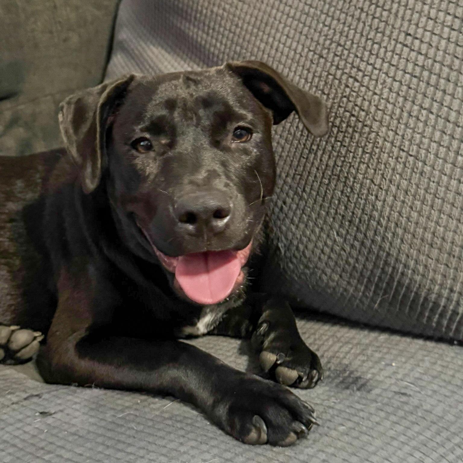 Enlarge Bali, a Adoptable mixed breed in Des Moines, WA image 2/6
