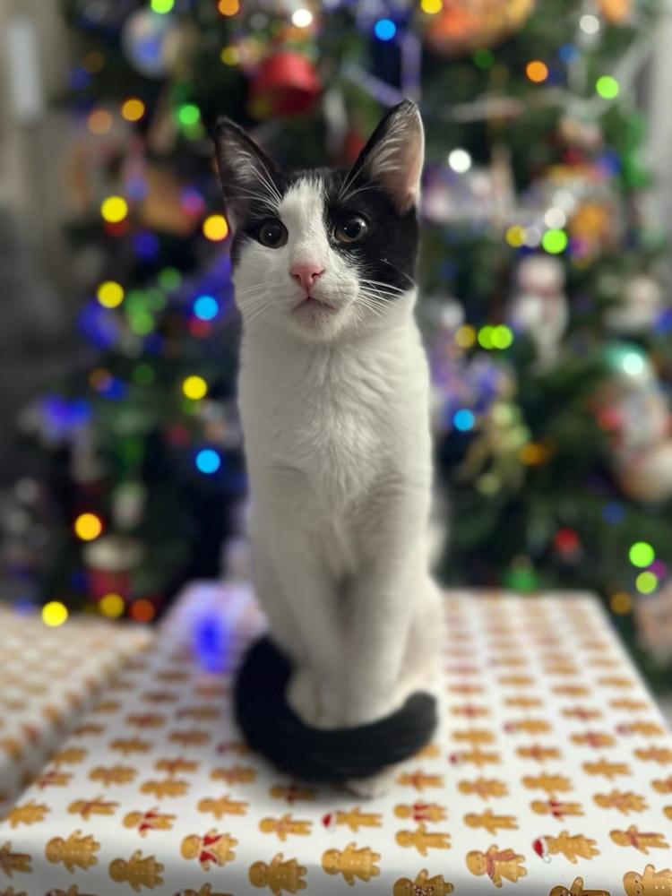 Rupert, Adoptable, Kitten Male Domestic Short Hair.