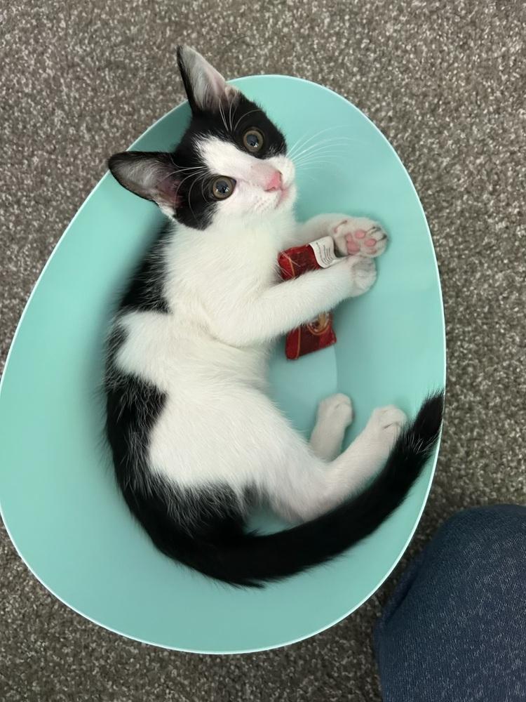 Enlarge Rupert, a Adoptable Domestic Short Hair in Lancaster, CA image 1/4