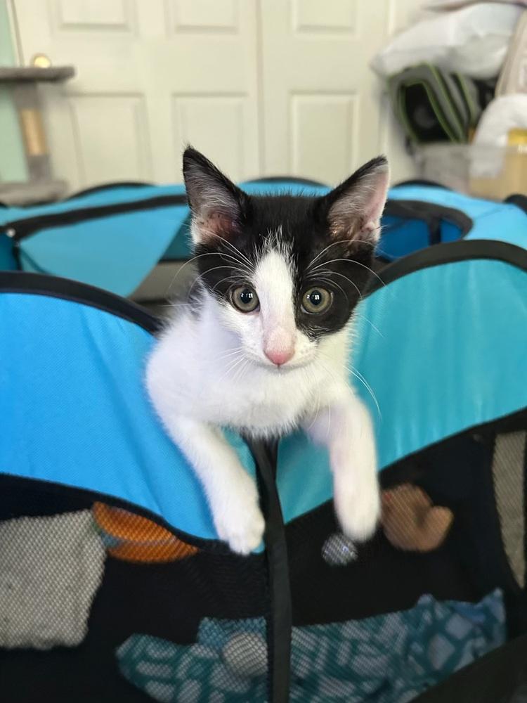 Enlarge Rupert, a Adoptable Domestic Short Hair in Lancaster, CA image 2/4