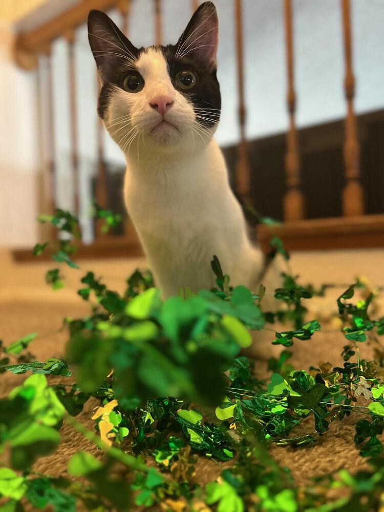 Enlarge Rupert, a Adoptable Domestic Short Hair in Lancaster, CA image 2/6