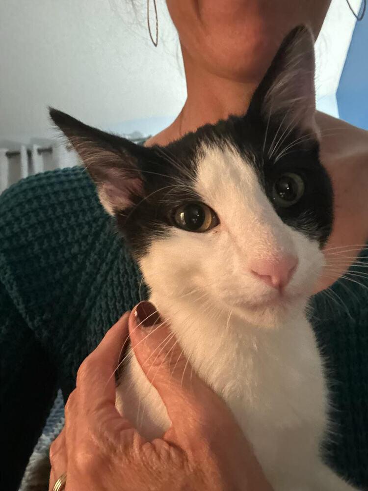 Rupert, a Adoptable Domestic Short Hair in Lancaster, CA image 3/6