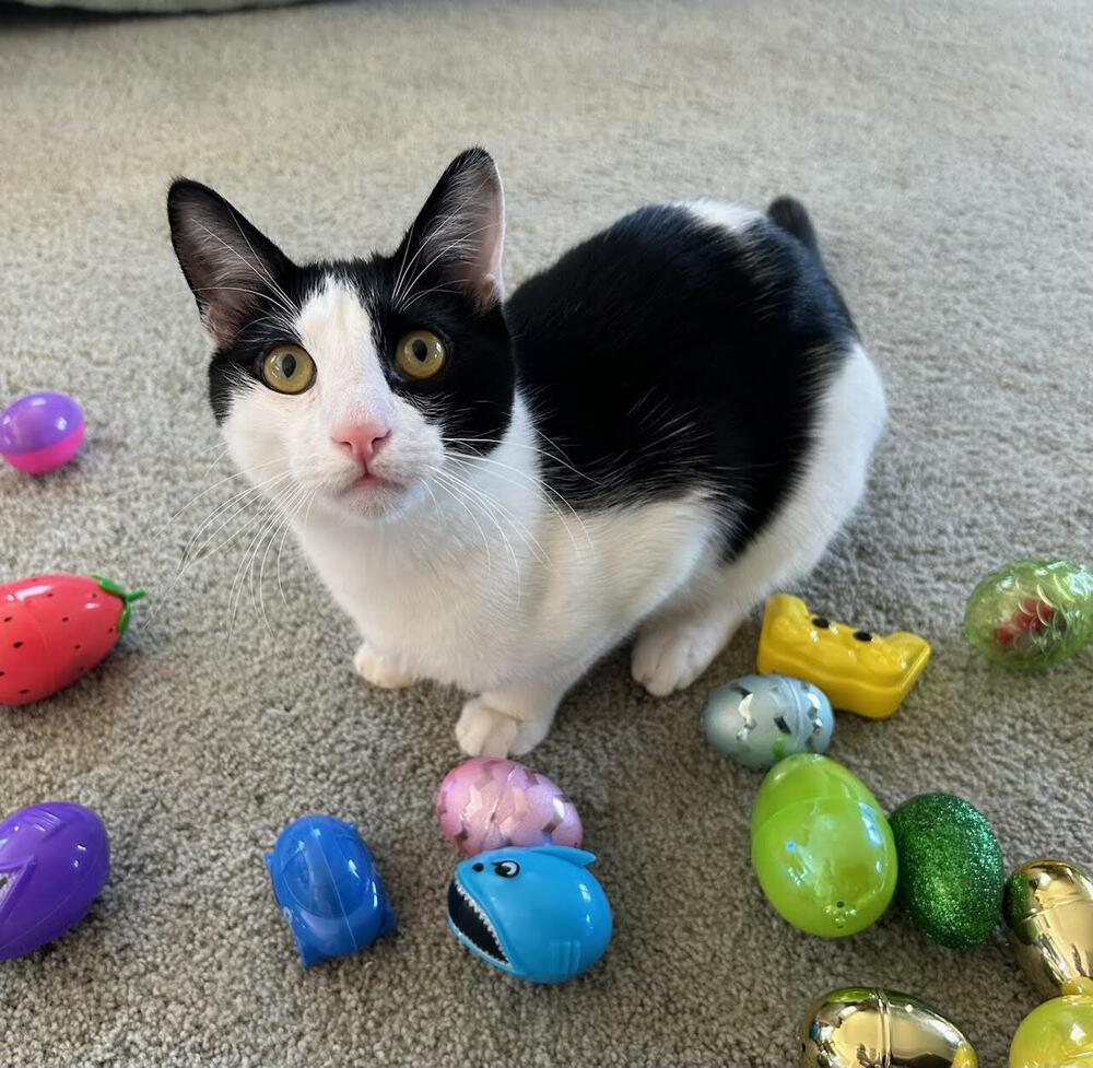 Enlarge Rupert, a Adoptable Domestic Short Hair in Lancaster, CA image 3/6