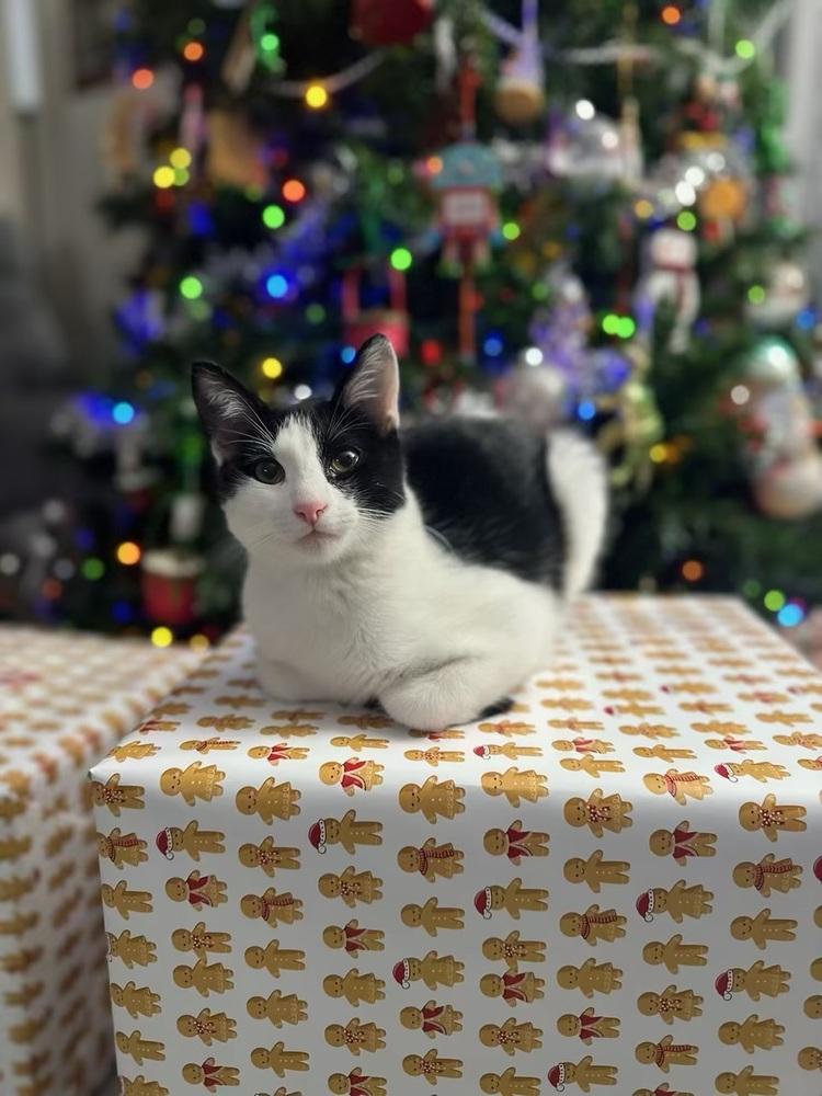 Enlarge Rupert, a Adoptable Domestic Short Hair in Lancaster, CA image 3/6