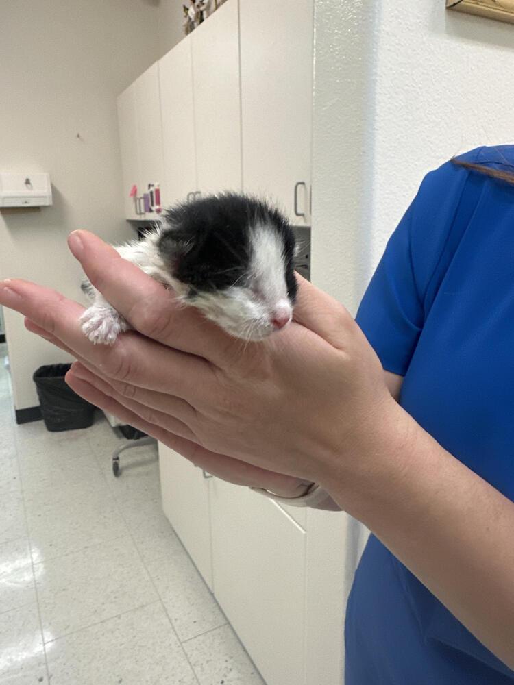 Enlarge Rupert, a Adoptable Domestic Short Hair in Lancaster, CA image 3/4