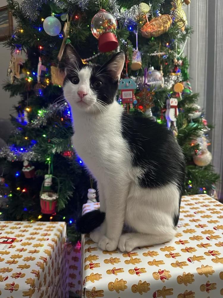 Enlarge Rupert, a Adoptable Domestic Short Hair in Lancaster, CA image 5/6