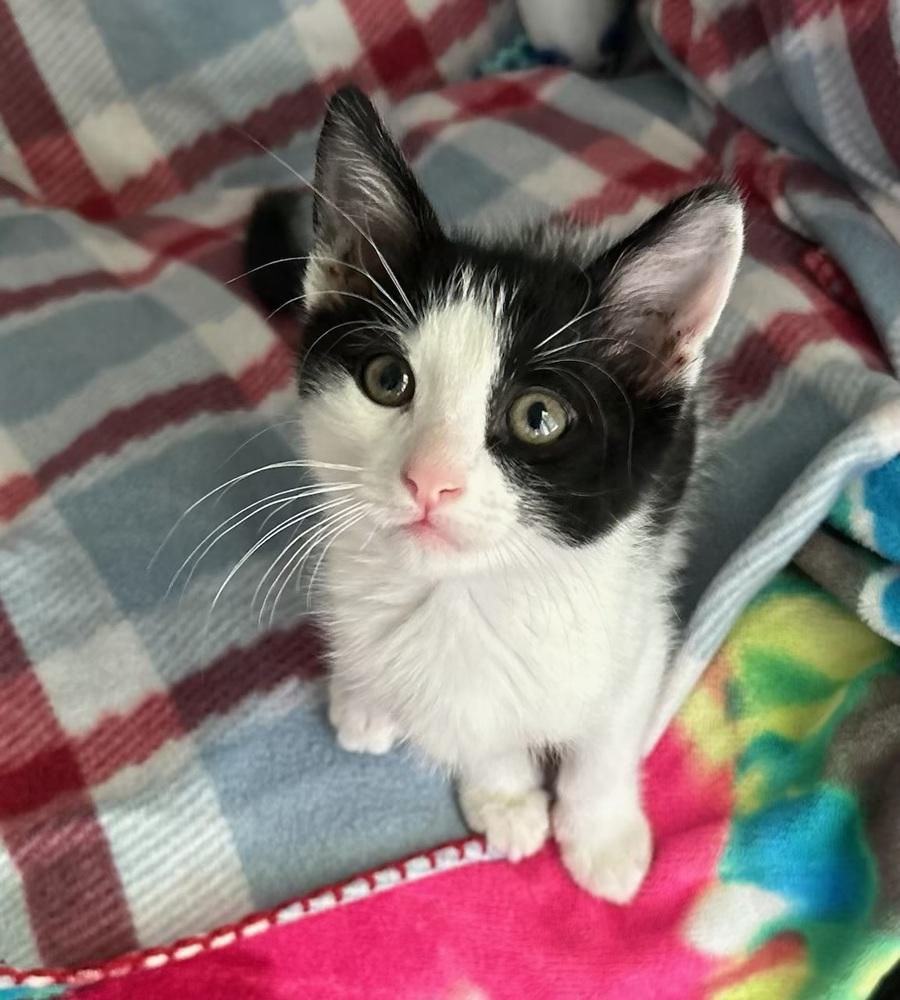 Enlarge Rupert, a Adoptable Domestic Short Hair in Lancaster, CA image 4/4