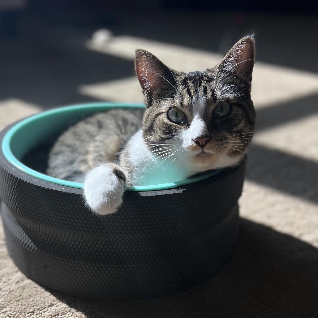 Bella — thumbnail 2