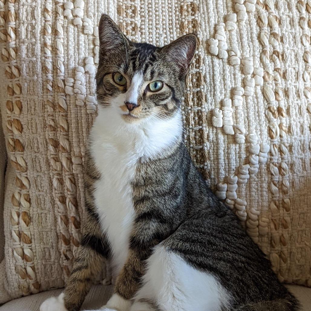 Bella — thumbnail 3