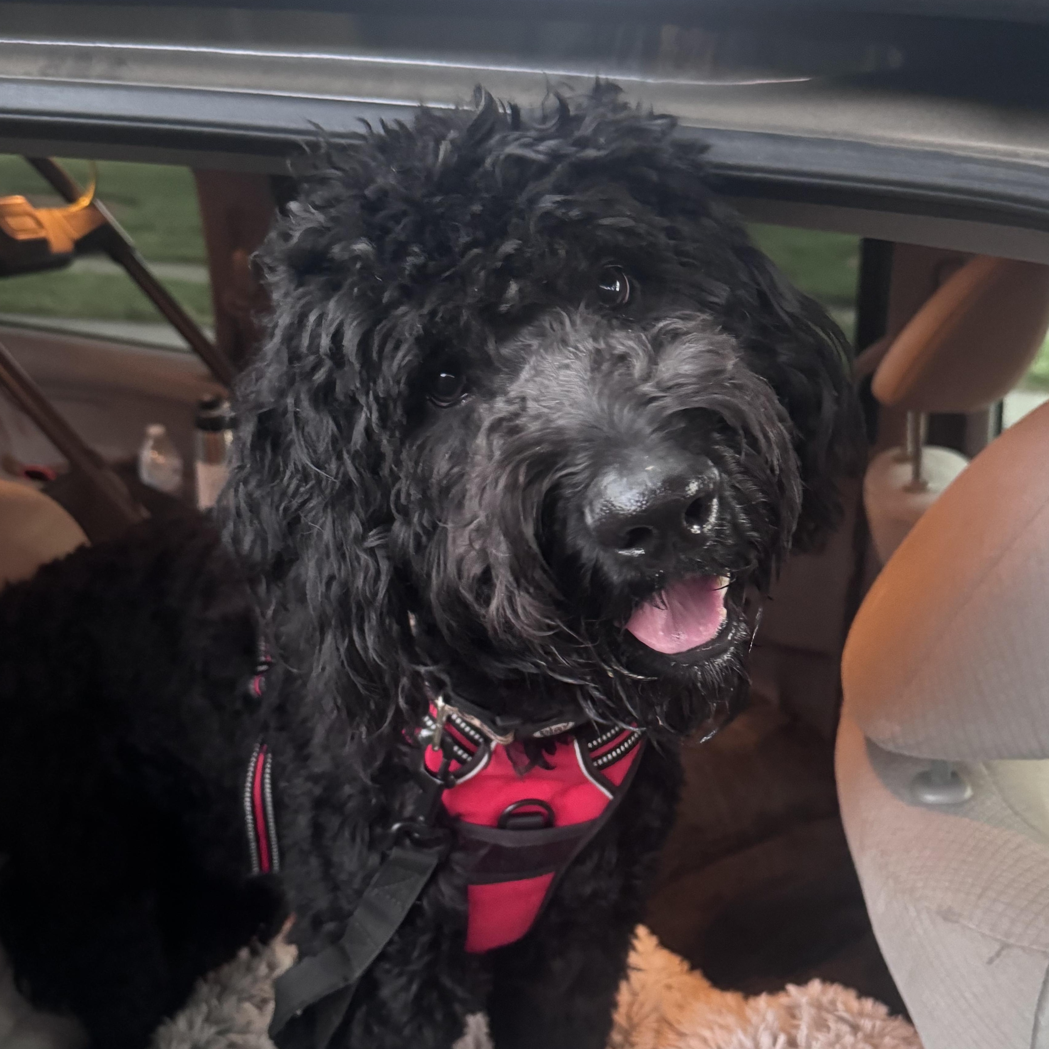 Enlarge Poppa, an adoptable Goldendoodle in Charlotte, NC image 1/3
