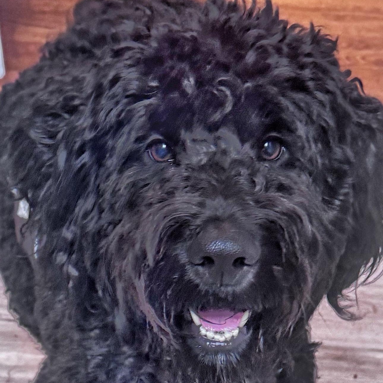 Enlarge Poppa, an adoptable Goldendoodle in Charlotte, NC image 2/3