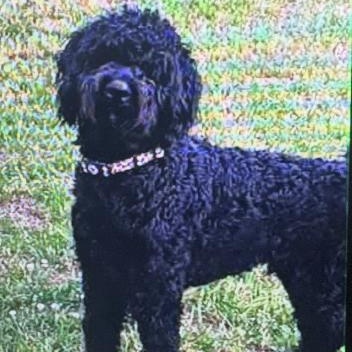 Enlarge Poppa, an adoptable Goldendoodle in Charlotte, NC image 3/3