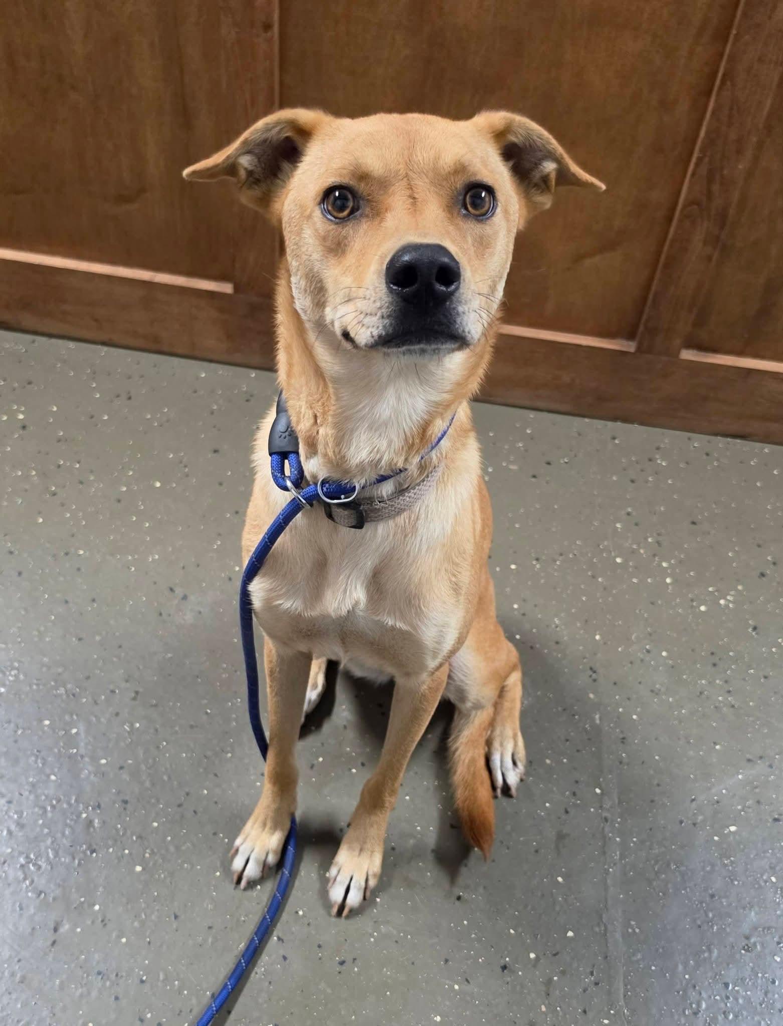 Enlarge Beauty, a Adoptable mixed breed in Blacksburg, SC image 2/4