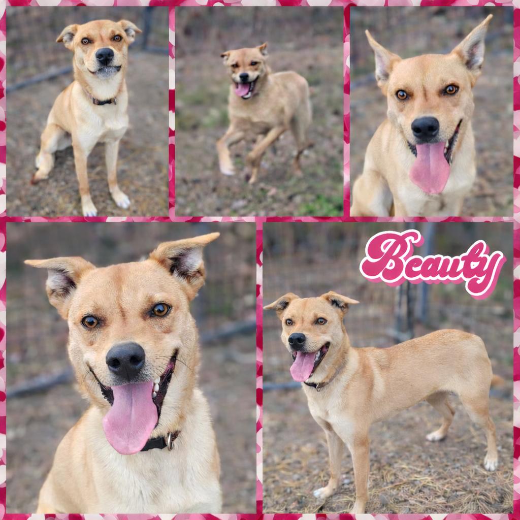 Enlarge Beauty, a Adoptable mixed breed in Blacksburg, SC image 1/2
