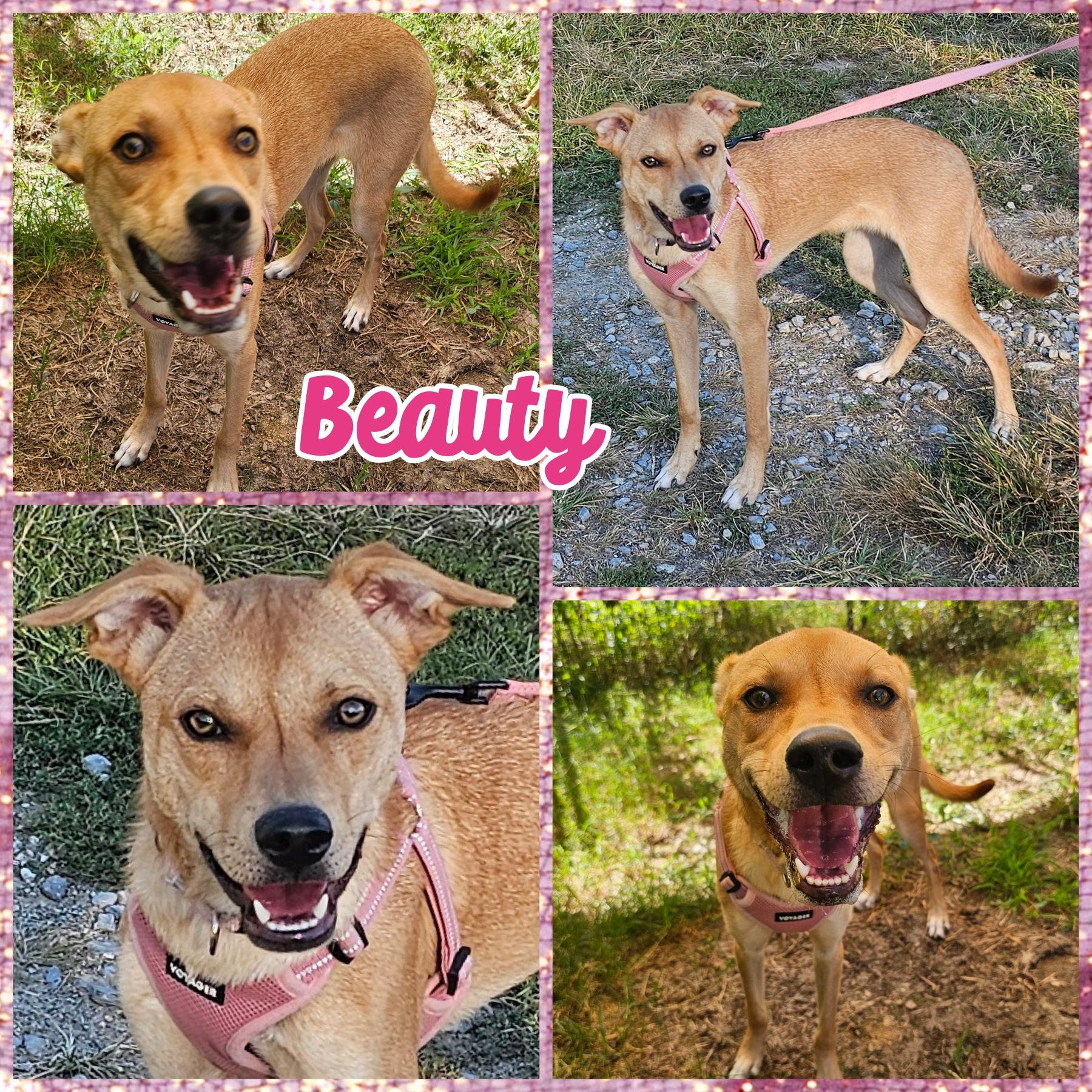 Enlarge Beauty, a Adoptable mixed breed image 1/1