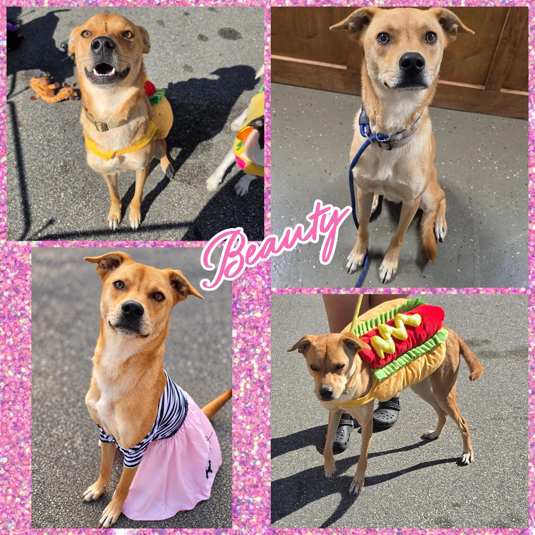 Enlarge Beauty, a Adoptable mixed breed in Blacksburg, SC image 1/4