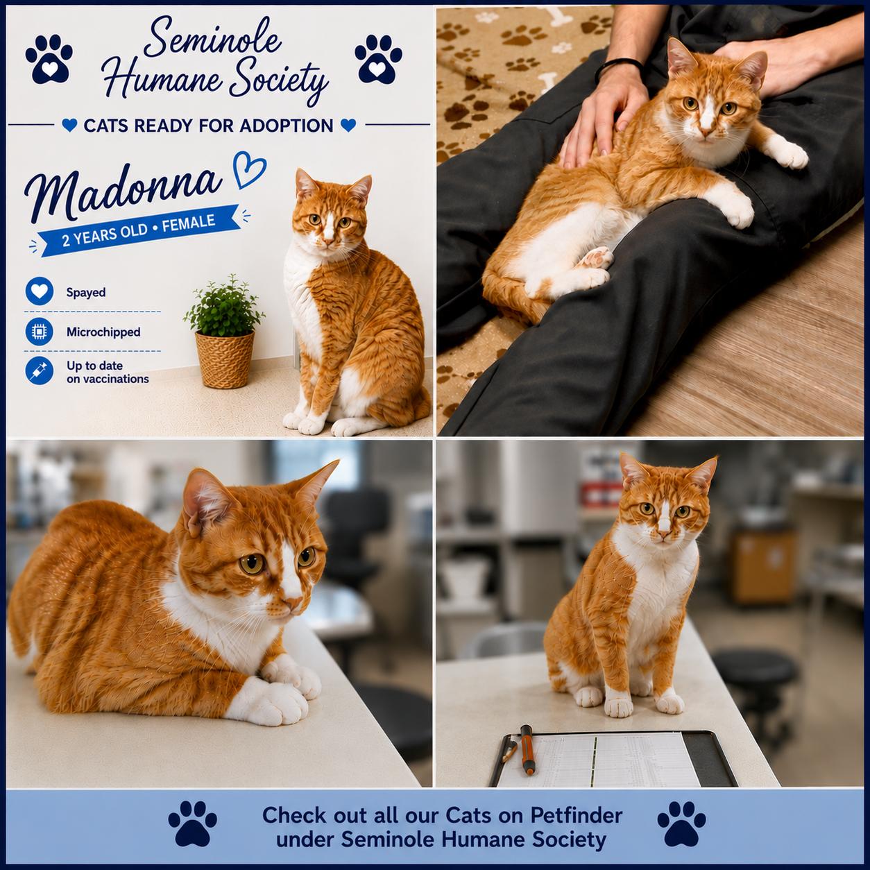 Madonna, adoptable, Adult Female Domestic Short Hair.