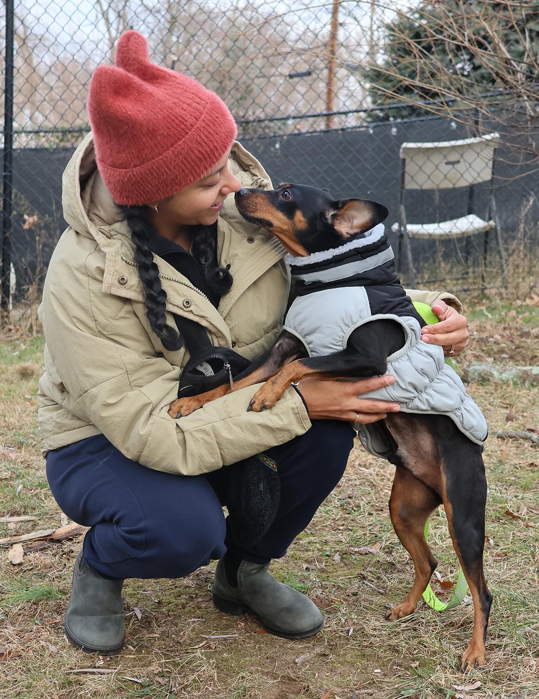 Shadow, Adoptable, Senior Male Miniature Pinscher.