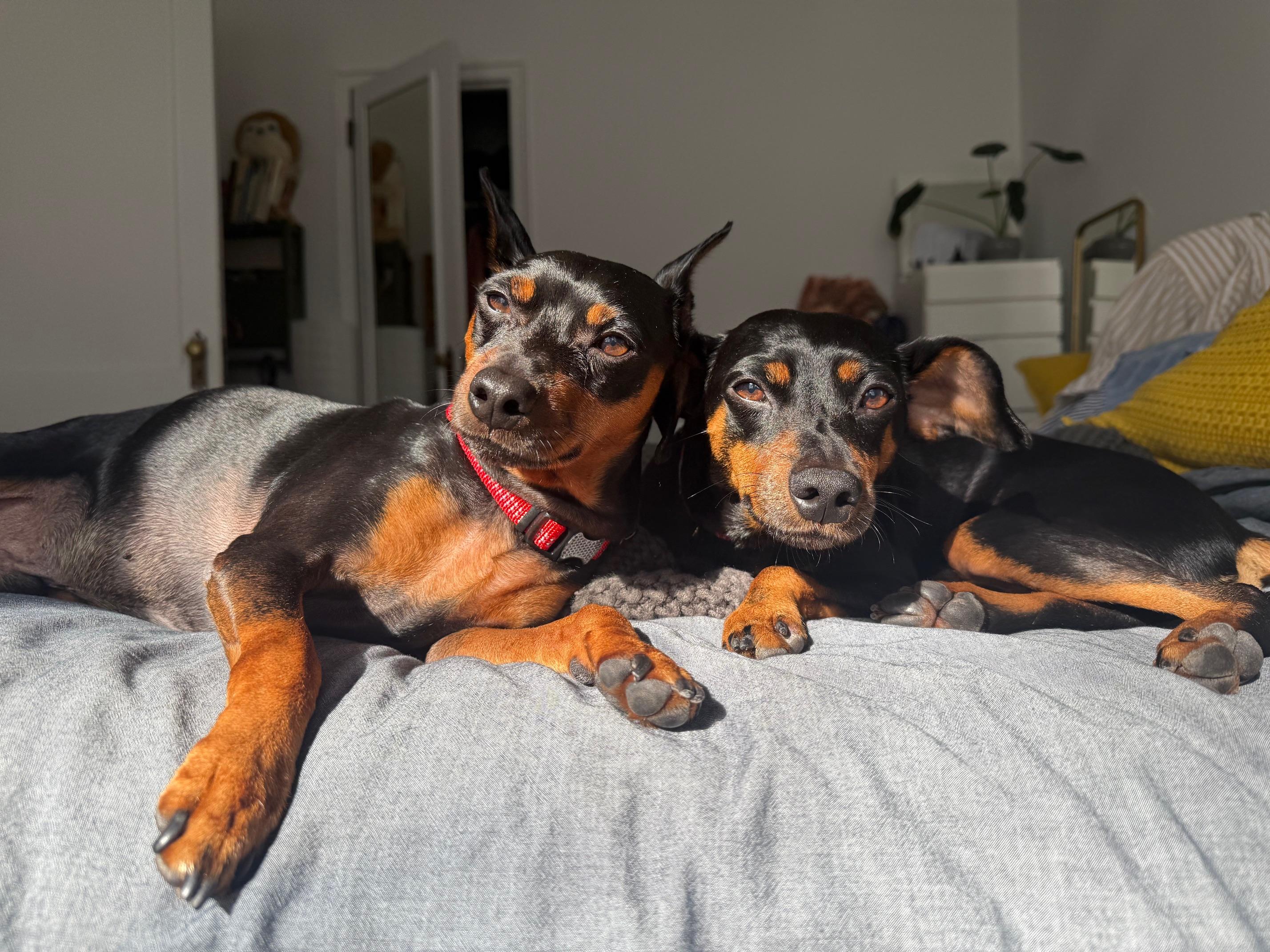 Shadow, a Adoptable Miniature Pinscher in Harrison, NY image 2/6