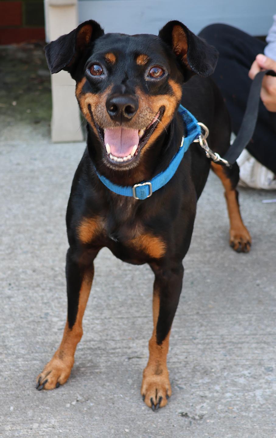 Shadow, a Adoptable Miniature Pinscher in Harrison, NY image 3/6