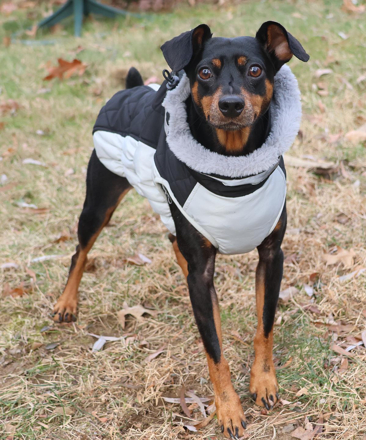 Shadow, a Adoptable Miniature Pinscher in Harrison, NY image 4/6