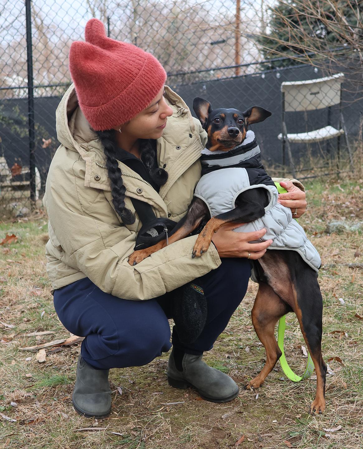 Shadow, a Adoptable Miniature Pinscher in Harrison, NY image 5/6