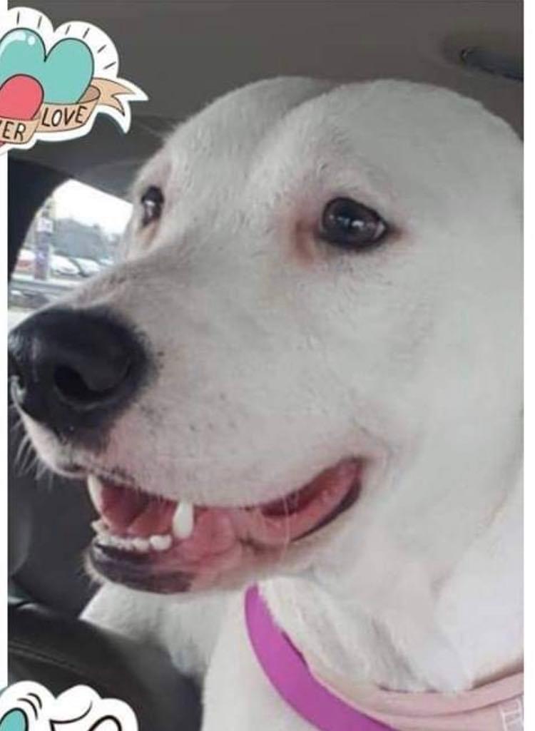 Piper, Adoptable, Adult Female Labrador Retriever.