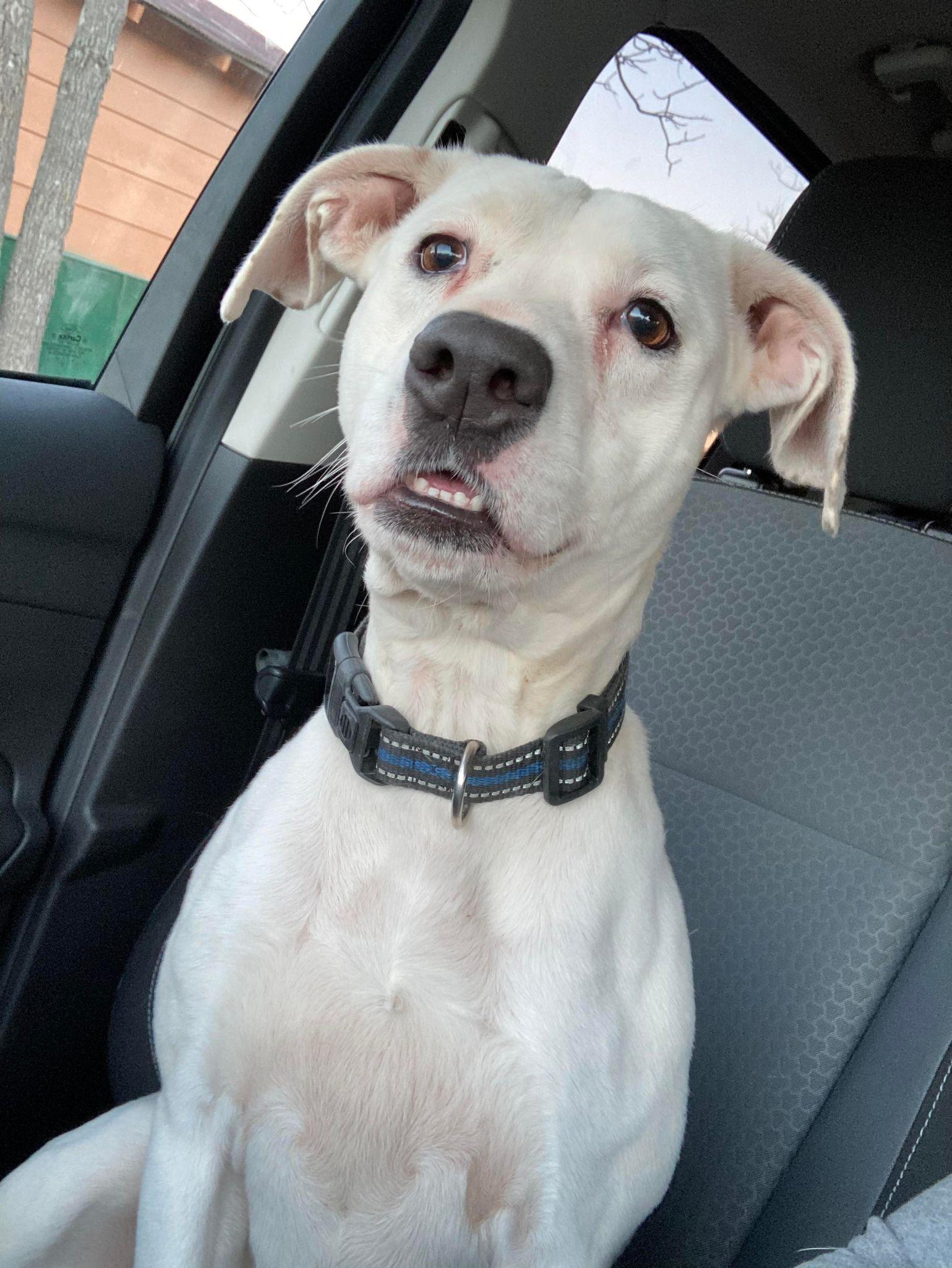 Enlarge Piper, a Adoptable Labrador Retriever in Poplar Bluff, MO image 2/3