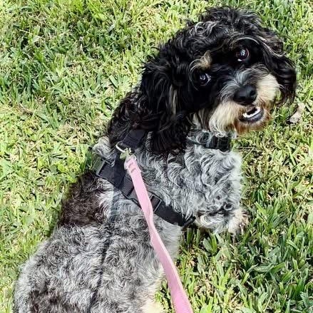 Enlarge Oreo, a ADOPTABLE Cavapoo in Little Elm, TX image 2/3