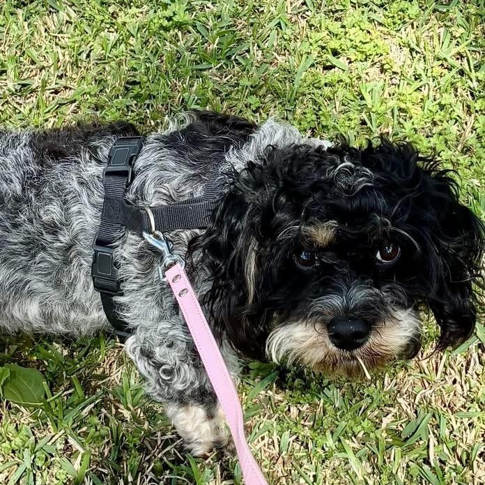Enlarge Oreo, a ADOPTABLE Cavapoo in Little Elm, TX image 3/3