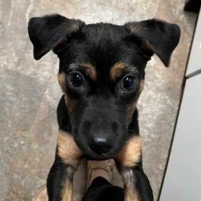 Amanda, Adopted, Puppy Female Puggle & Mixed Breed.