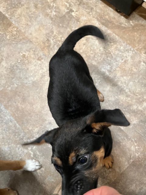 Enlarge Amanda, a Adopted mixed breed in Riverside, IA image 3/3