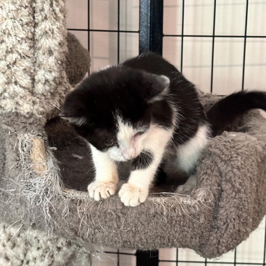 Enlarge Hazel, a Adoptable Domestic Short Hair in Durham, NC image 1/3