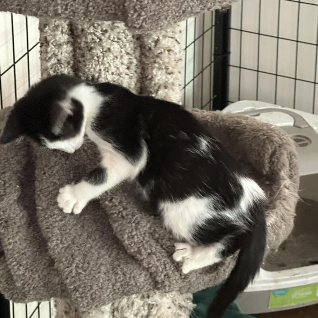 Enlarge Hazel, a Adoptable Domestic Short Hair in Durham, NC image 2/3